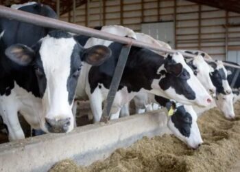 Dairy farmer in Excelsior Springs taking precautions against bird flu impact on cattle