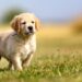 Pet of the Week Award Goes to Sock-Loving Golden Retriever