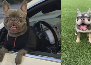 Pet owner raises concerns after her French Bulldogs are stolen from her car at a shopping center in Smyrna