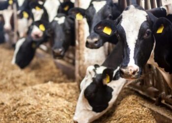 Veterinarians identify recently discovered ailment affecting cattle