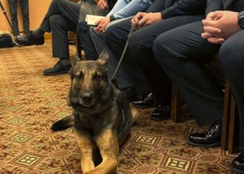 Kansas Prepares to Raise Penalty for Killing Police Dogs