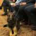 Kansas Prepares to Raise Penalty for Killing Police Dogs